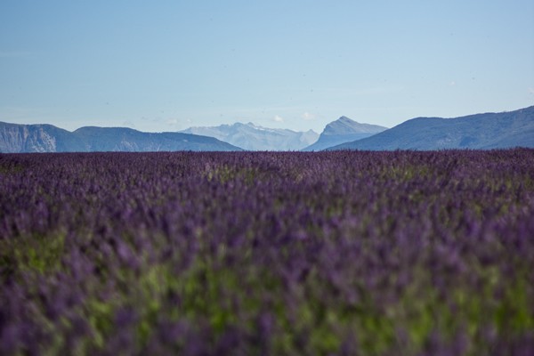 巴黎-勃艮第- 里昂 - 普罗旺斯 - 蓝色海岸 - 法国多个地区 - 从巴黎出发的多日游